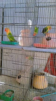 love bird