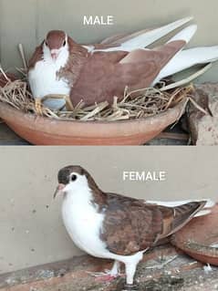 beautiful sherazi pigeons for sale