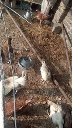 Desi hens gr ki palli hy for sale. price final