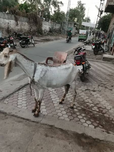 goat Bakri 1