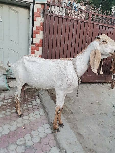 goat Bakri 4