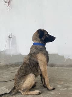 kangal dog 0