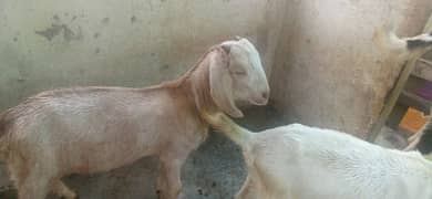 goat kids sale 0