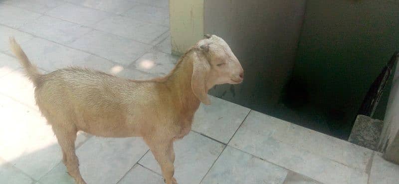 goat kids sale 3