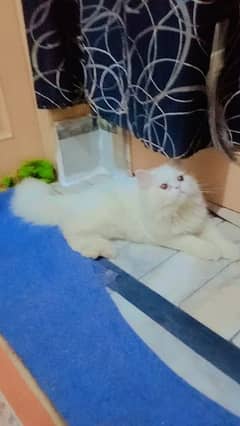 punch face  Persian heavy triple coat male