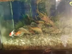 Fish Aquarium with 9 Fishes for sale