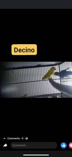 decino