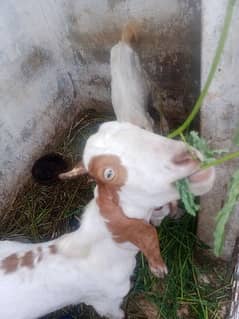 Goat pair for sale 0