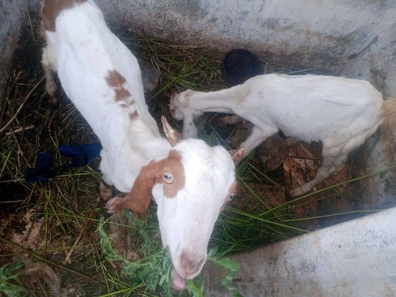 Goat pair for sale 2