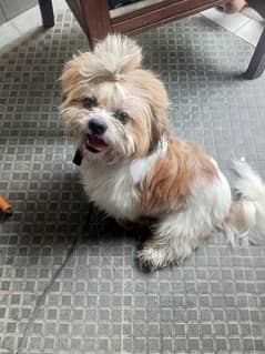 7 month shihtzu male puppy