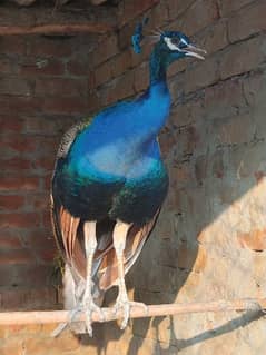 peacock male