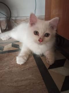 white female Persian kitten 0