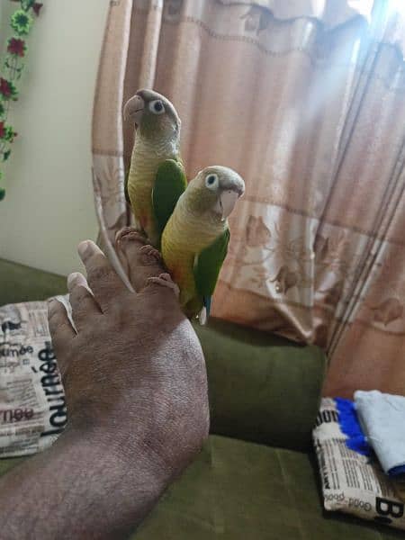 pineapple conure red fector 2