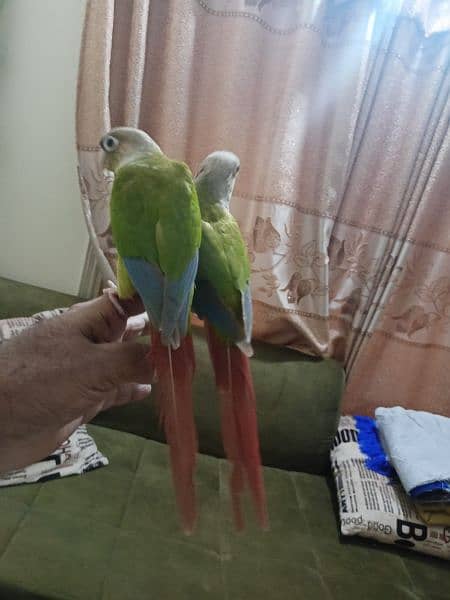 pineapple conure red fector 3