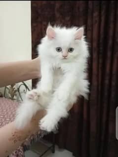 Persian cat far sall my WhatsApp number 03345814757