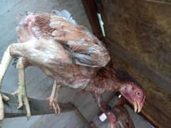 Aseel Kurak murghian or Ayam cemani pathay for sale