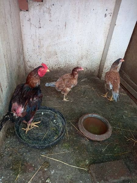 Aseel Kurak murghian or Ayam cemani pathay for sale 1