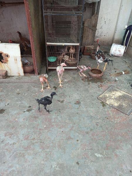 Aseel Kurak murghian or Ayam cemani pathay for sale 4