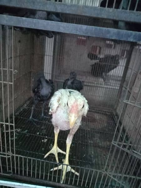 Aseel Kurak murghian or Ayam cemani pathay for sale 8