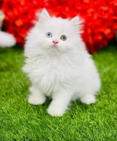 Persian cat far sall my WhatsApp number 03345814757