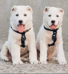 King Alabai pair pure breed security dog 2months for sale