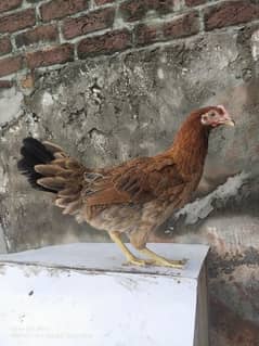 Desi Murga murgi pair ghar k palay howy/ Hen / cock / Rooster