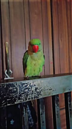 RAW parrot for sale