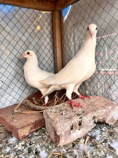 white Qasid Breeder pair