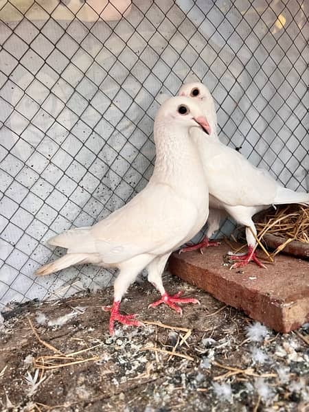 white Qasid Breeder pair 2