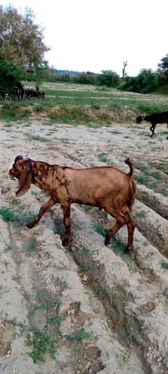 Breeder quality Gujrati beetal Bakra forsale age 5 month