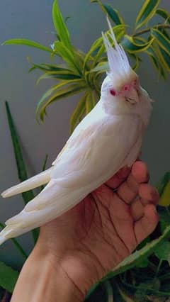 Eno red eyes Hand tame cockatiel