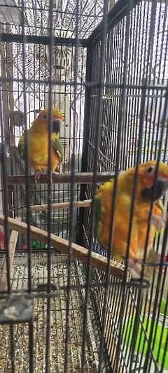 sun conure phaty for sale one piece 25000