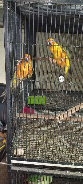 sun conure phaty for sale one piece 25000 1