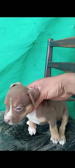 TRI Colour Pitbull Female Puppy Available For Sale