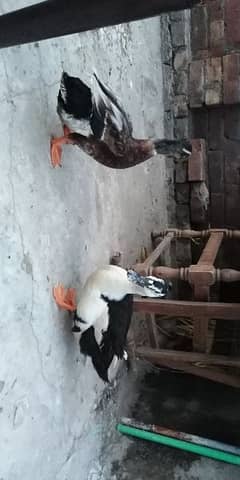 Duck pair hen