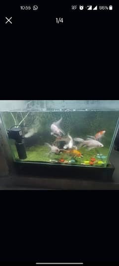 Fish Aquarium for Sale