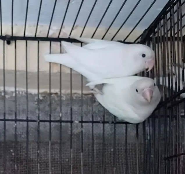 love Birds 1