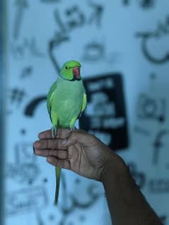 face to face talking Ringneck #preen parrot #mithu