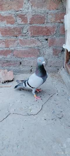 Young  Blue baar Recar male