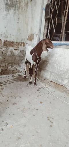 patera ablak bakra