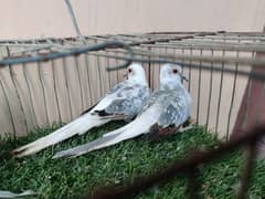 blue pied breeder female and 6 portion cage