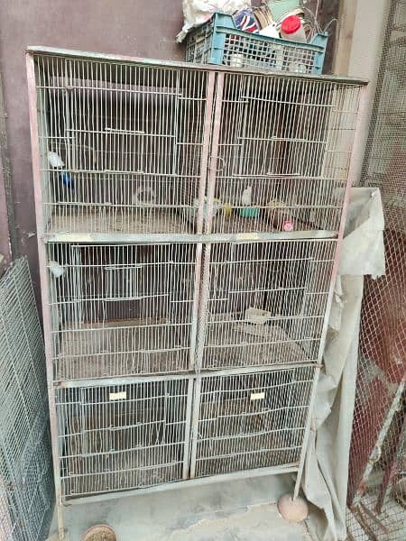 blue pied breeder female and 6 portion cage 6