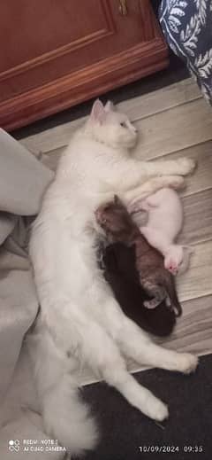 Persian Cat with kitten