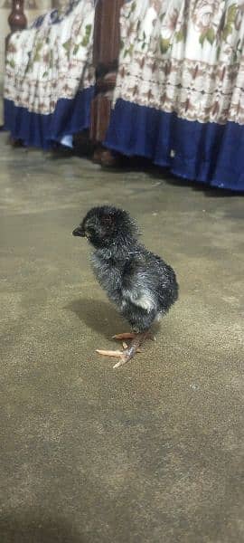 Japanese Shamo 110% best quality chicks available in Lahore 1