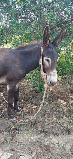 Donkey For Sale Bari Hait main