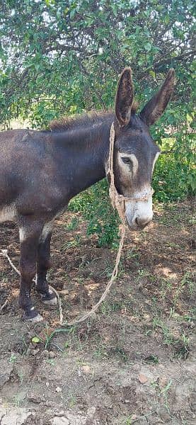 Donkey For Sale Bari Hait main 0