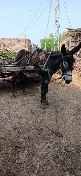 Donkey For Sale Bari Hait main 1