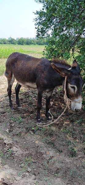 Donkey For Sale Bari Hait main 2