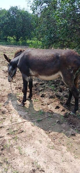 Donkey For Sale Bari Hait main 3