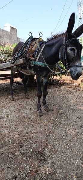 Donkey For Sale Bari Hait main 4